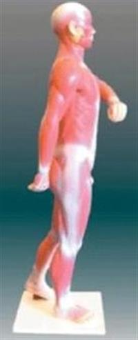 人体解剖模型/医用人体解剖模型/人体肌肉模型85cm