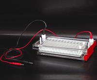 快速凝胶电泳仪多样品DNA电泳仪